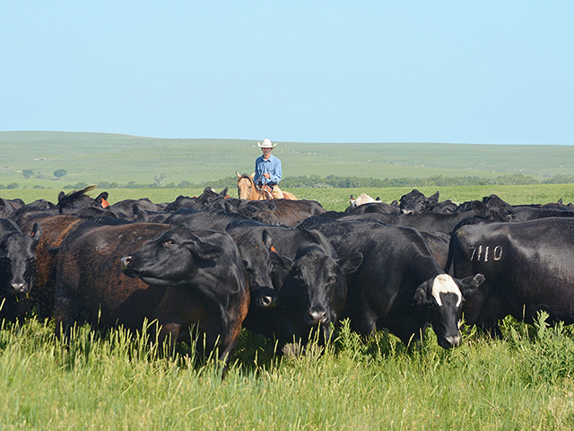 Potential backgrounders should consider if forages are more valuable as a means of adding weight to stockers or producing another calf. (DTN/Progressive Farmer photo by Victoria G. Myers)